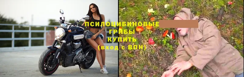 Галлюциногенные грибы MAGIC MUSHROOMS  где найти   Вилючинск 